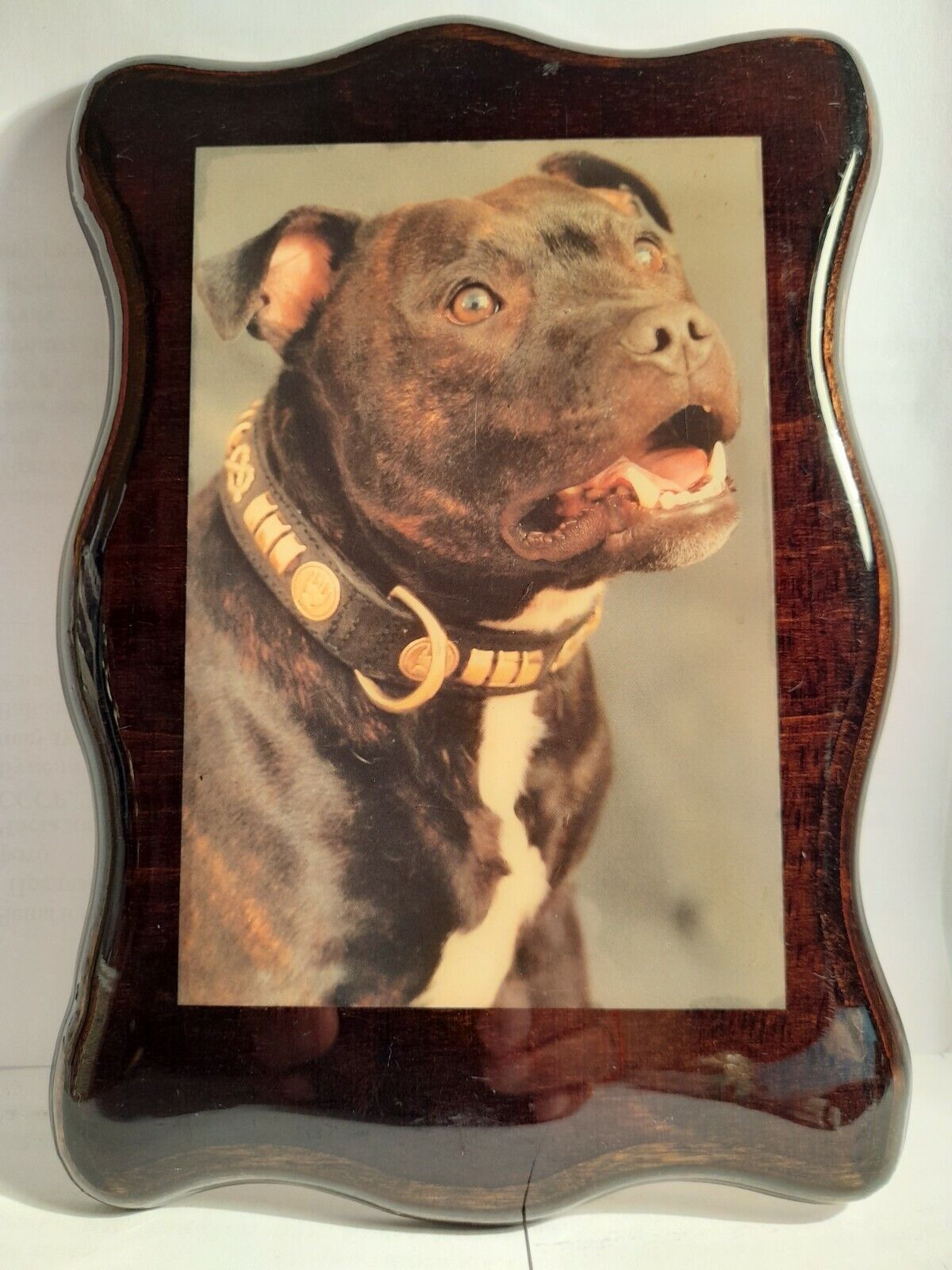 Vintage Wall Photo Frame Staffordshire Bull Terrier Photo Filled With Epoxy 2